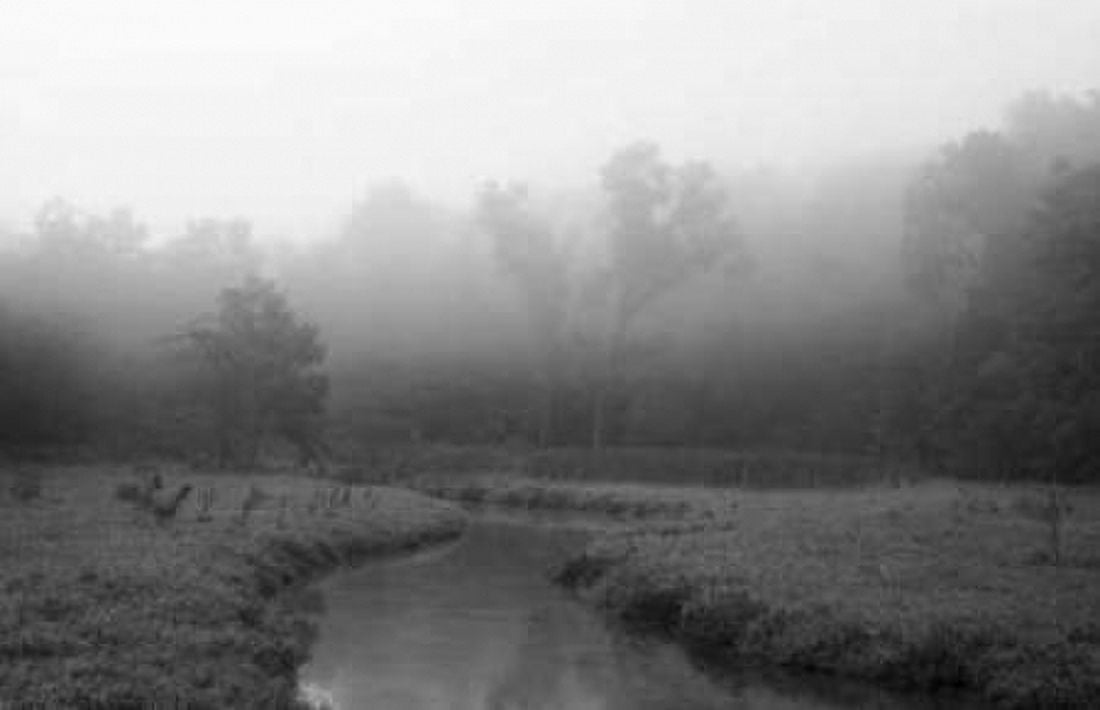 Creek in Fog I Canvas Art - Tammy Putman (12 x 18)