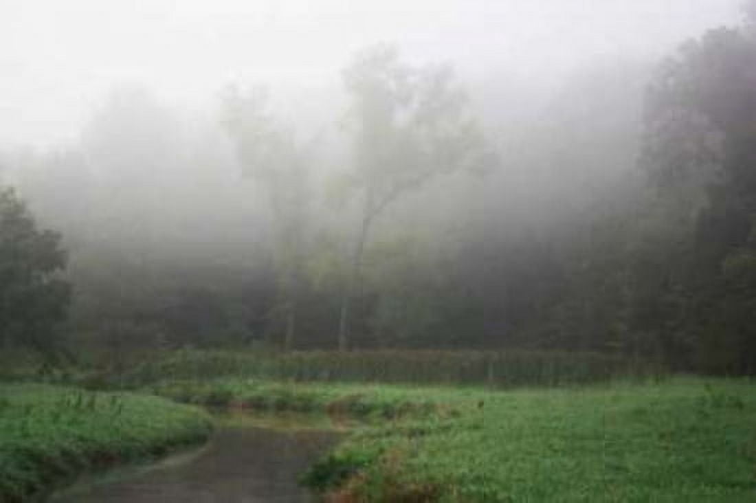 Creek in Fog II Canvas Art - Tammy Putman (20 x 28)