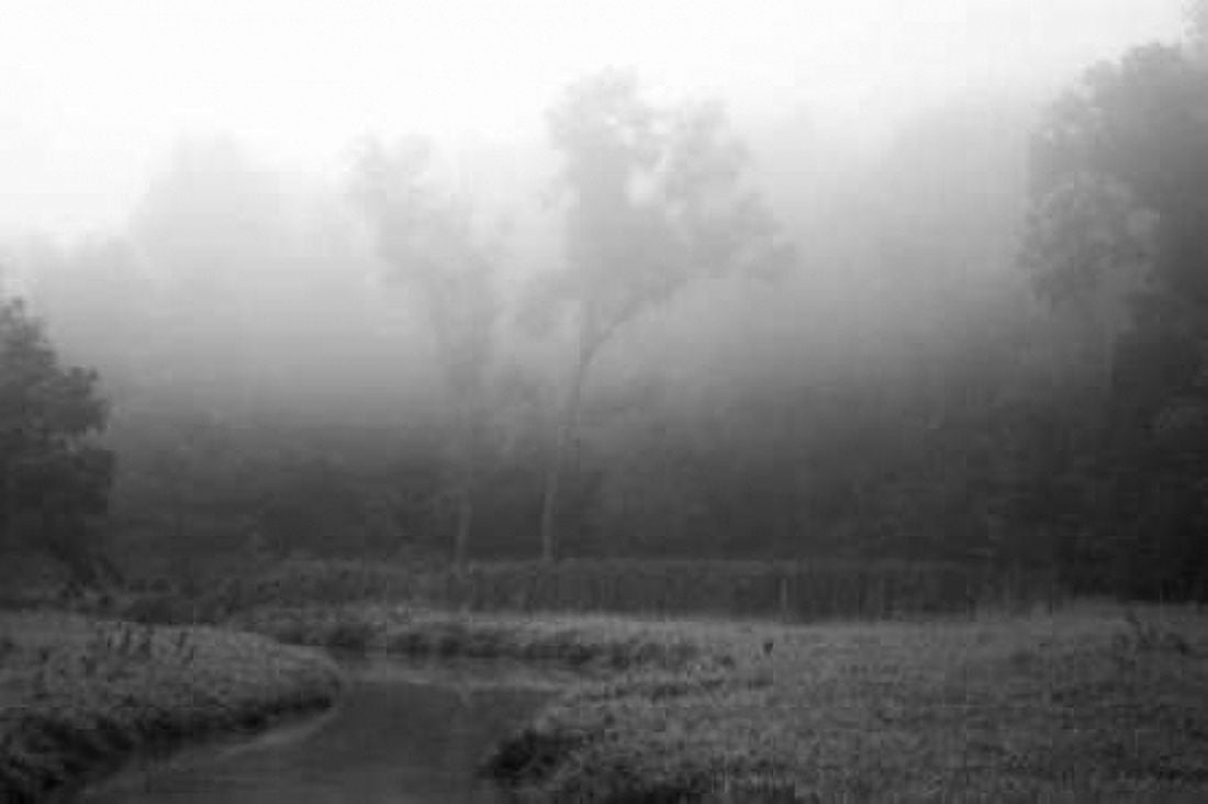 Creek in Fog II Canvas Art - Tammy Putman (20 x 28)