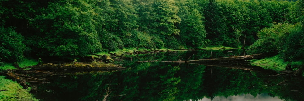 Creek in a forest Terrace British Columbia Canada Canvas Art - Panoramic Images (6 x 18)