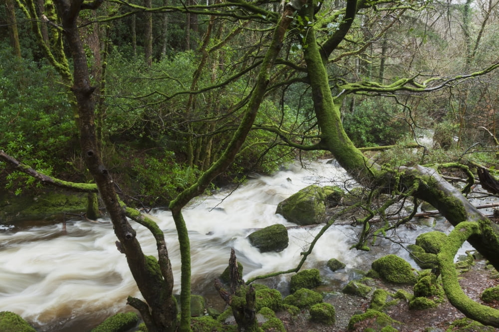 Creek near Torc Waterfall Killarney National Park County Kerry Ireland Canvas Art - Carl Bruemmer Design Pics (19 x 12)