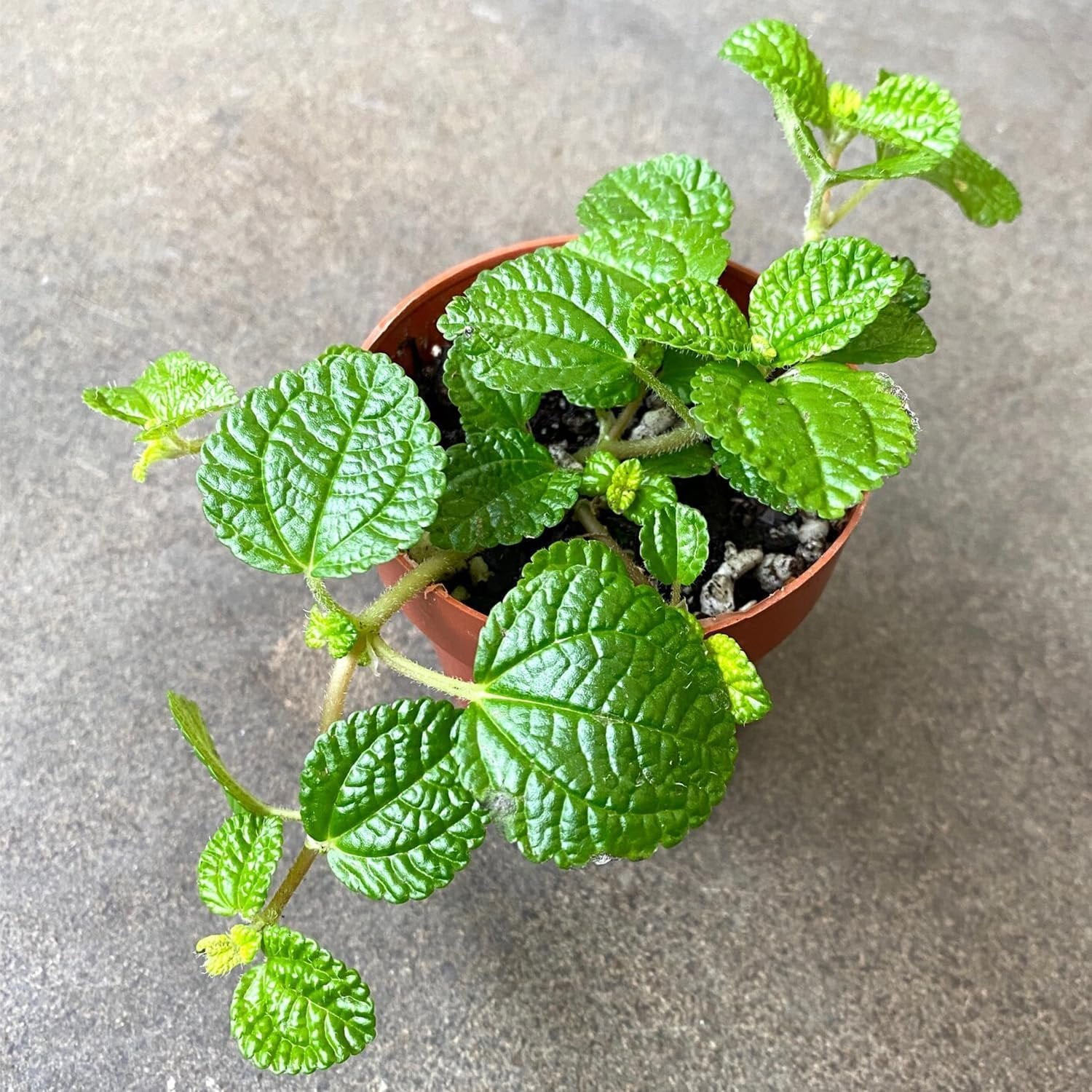 Creeping Charlie Friendship Plant 5 Live Starter Plants in 2 Inch