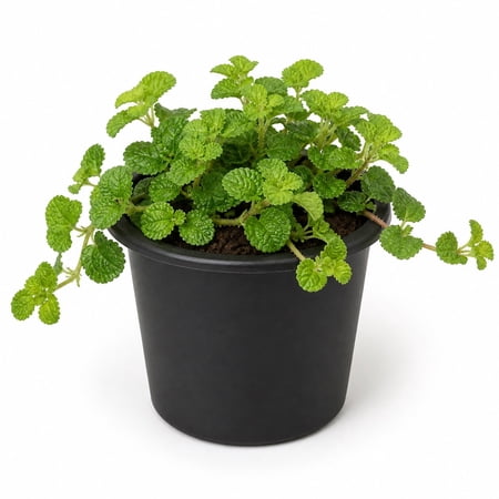 Creeping Charlie Friendship Plant - Single - 2 Inch Pot - Pilea Nummularifolia