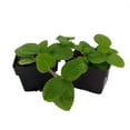 thumbnail image 1 of Creeping Charlie - Pilea nummulariifolia - 2 Pack 3" Pots - Easy House Plant, 1 of 3