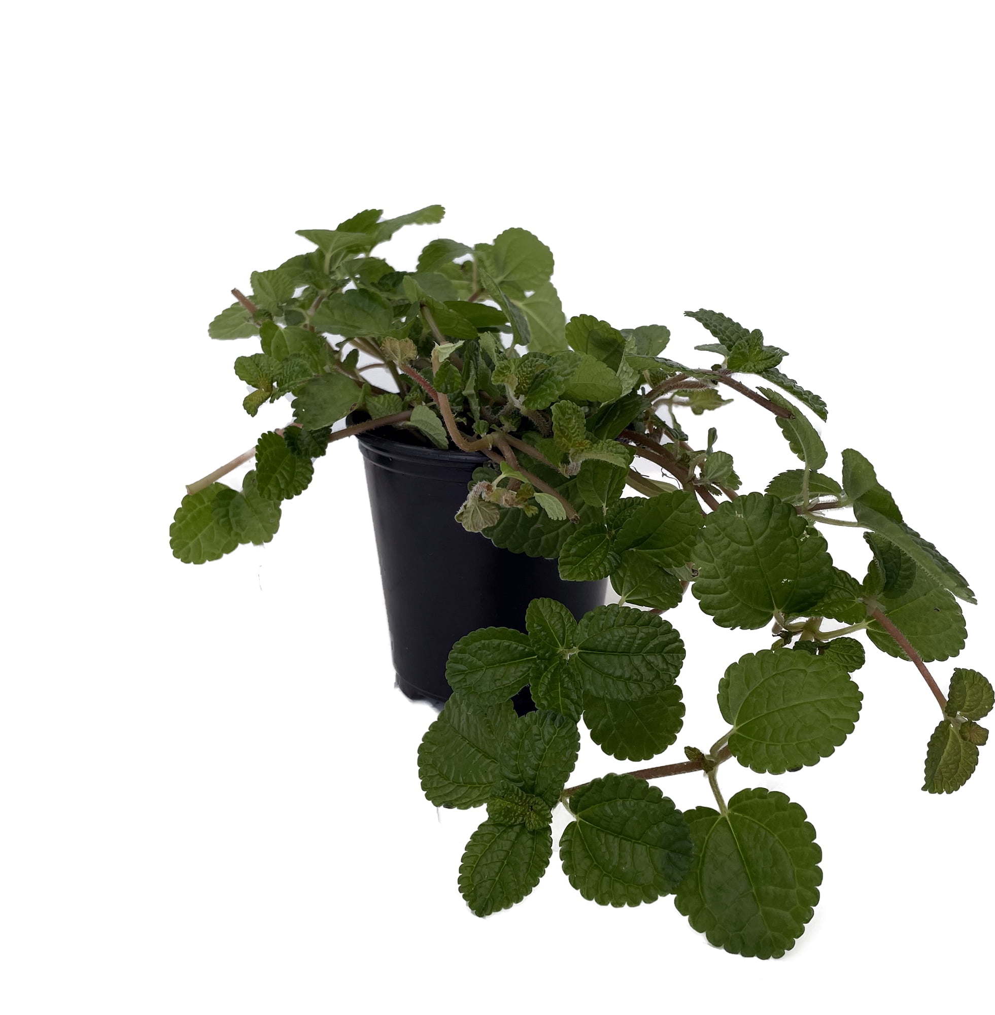 plant chain hanger Plant Hanger Indoor Hanging Planters for Indoor Plants Hanging Plant H –  Grow It Depot