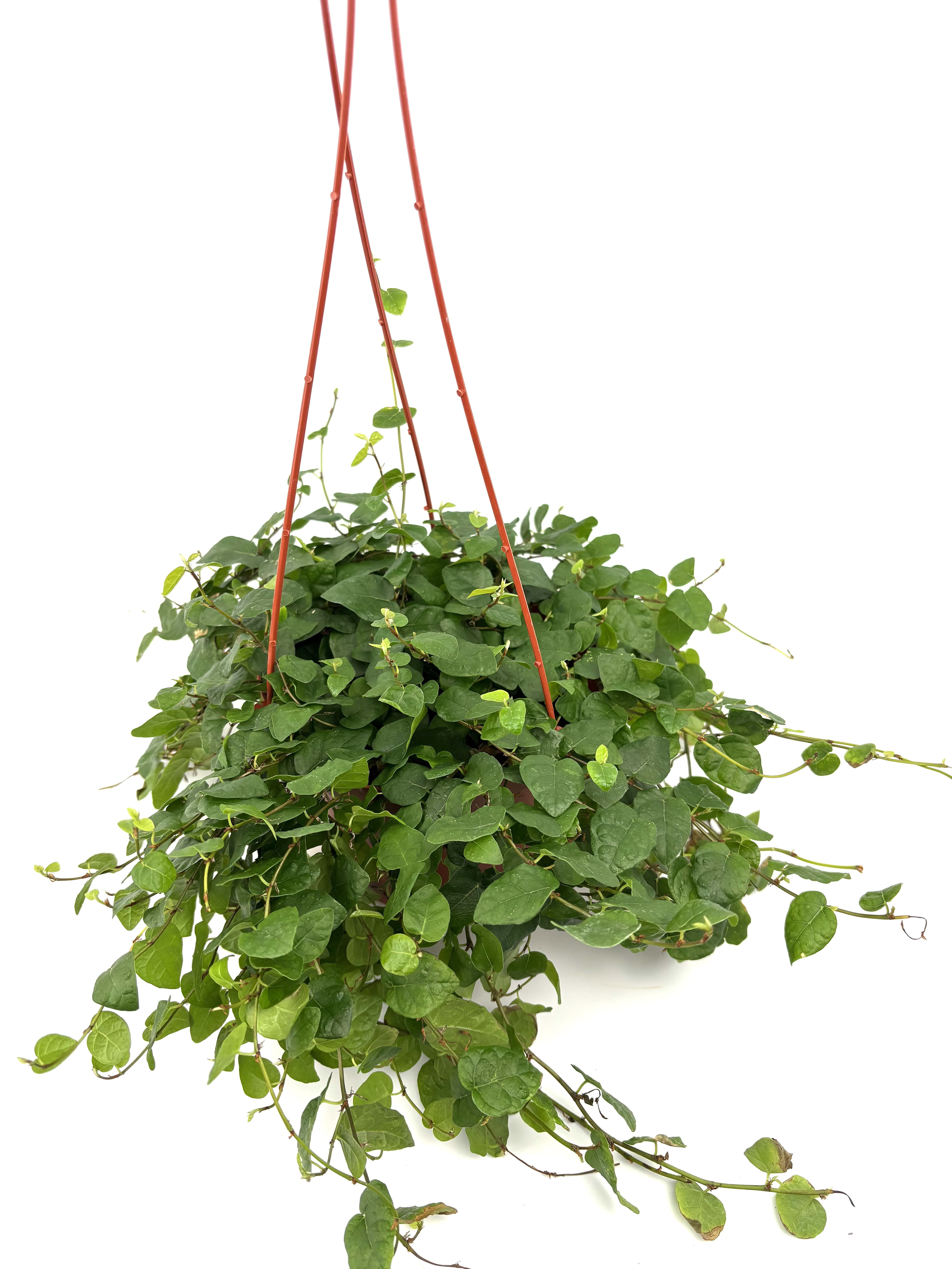 Creeping Fig Ficus Pumila Live Plants in 6" Hanging Planter, Easy to Keep, Air Purifying