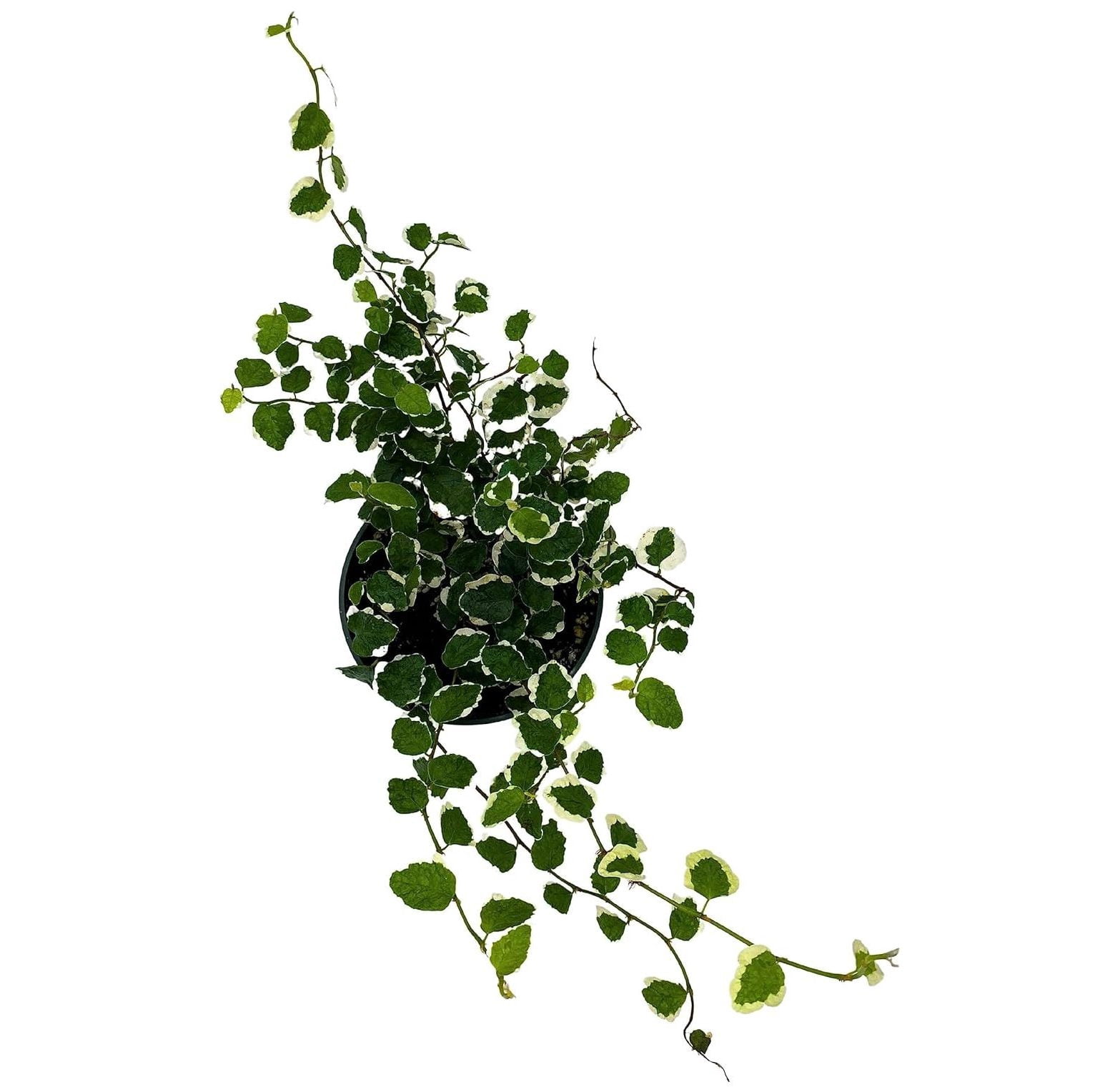 Creeping Fig, Ficus Pumila Variegata, Climbing Fig, Creeping Ficus in 4