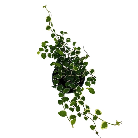 Creeping Fig, Ficus Pumila Variegata, Climbing Fig, Creeping Ficus in 4 inch Pot