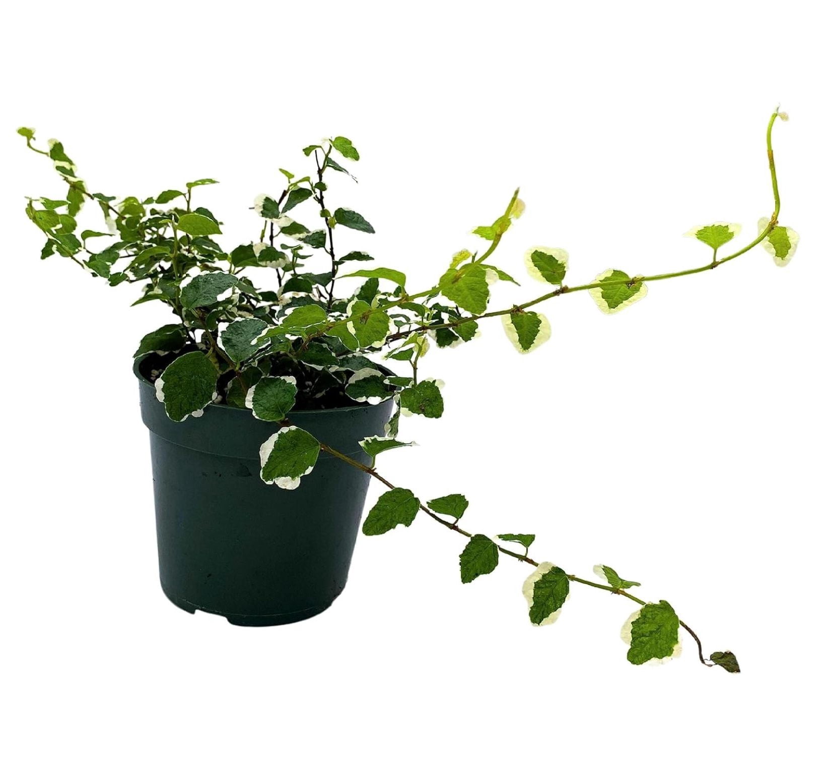 Creeping Fig, Ficus Pumila Variegata, Climbing Fig, Creeping Ficus in 4