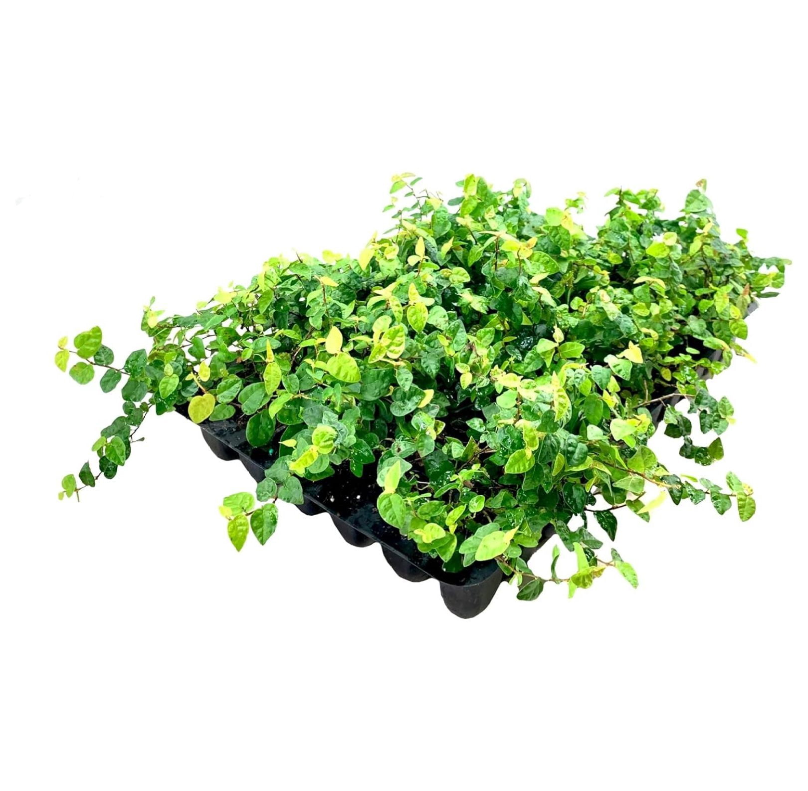 Creeping Fig Plant Ficus Pumila Climbing Vine 60 Live Fully Rooted