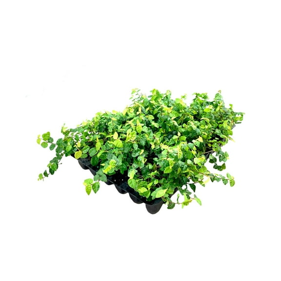 Creeping Fig Plant Ficus Pumila Climbing Vine - 60 Live Fully Rooted Plants
