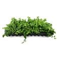 thumbnail image 1 of Creeping Fig Vine  20 Live Plants  Ficus Pumila  Fast-Growing Ground Cover  Evergreen Climbing Vine for Walls & Trellises, 1 of 9