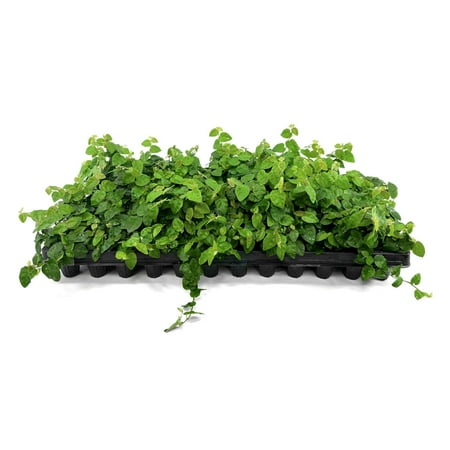 Creeping Fig Vine 50 Live Plants Ficus Pumila Fast-Growing Ground Cover Evergreen Climbing Vine for Walls & Trellises