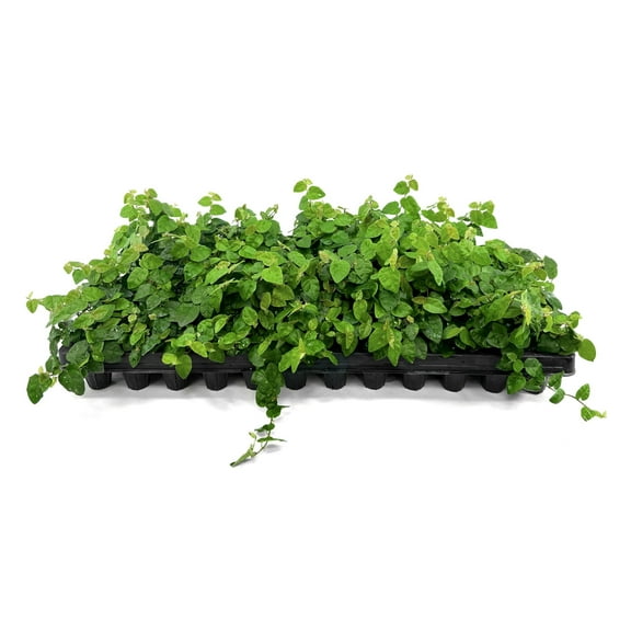 Creeping Fig Vine 60 Live Plants Ficus Pumila Fast-Growing Ground Cover Evergreen Climbing Vine for Walls & Trellises
