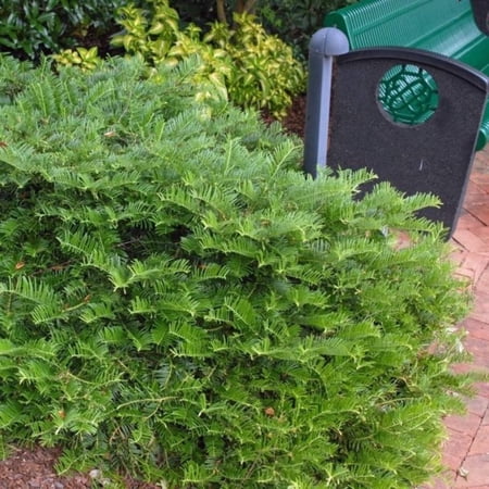 Creeping Japanese Plum Yew, Spreading Plum Yew - Cephalotaxus harringtonia 'Prostrata'