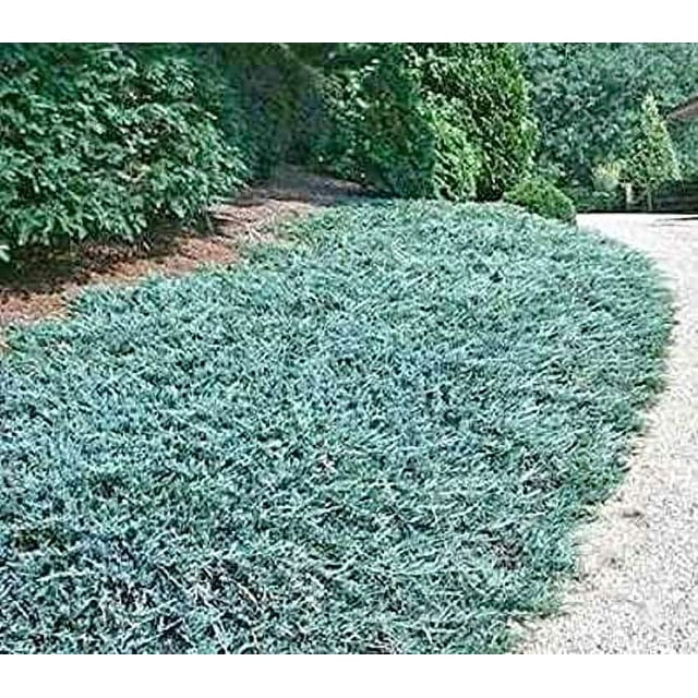Creeping Juniper Ground Cover Plant Seeds for Planting 20+ Seeds of
