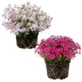 3 Point Plug With Casing Creeping Phlox Starter Plants - 2 Pack, Full Sun, USDA Zones 3-8, Plug ...