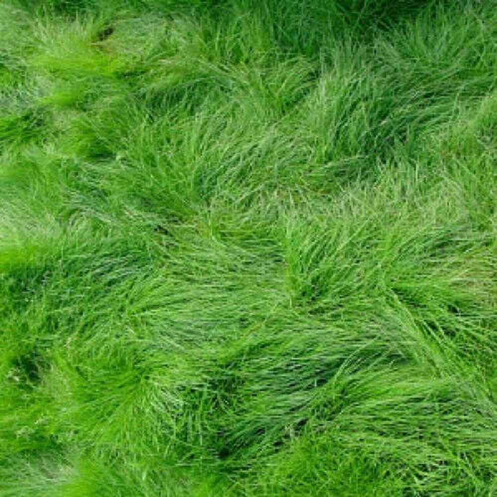 Creeping Red Fescue Grass Seed, Shade Tolerant Fescue, 1 and 5 Pound