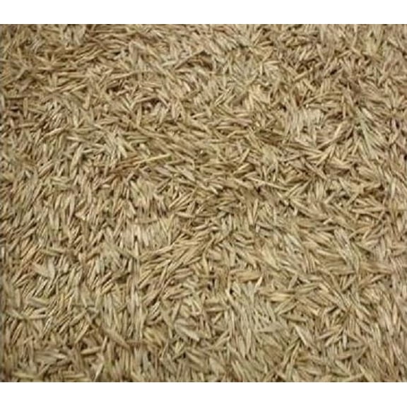 Creeping Red Fescue Seeds for Planting - Festuca rubra (3 Pounds)