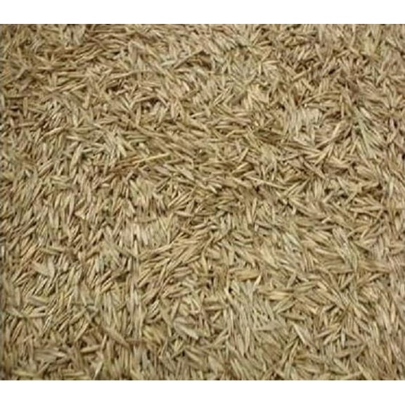 Creeping Red Fescue Seeds for Planting - Festuca rubra (8 Ounces)