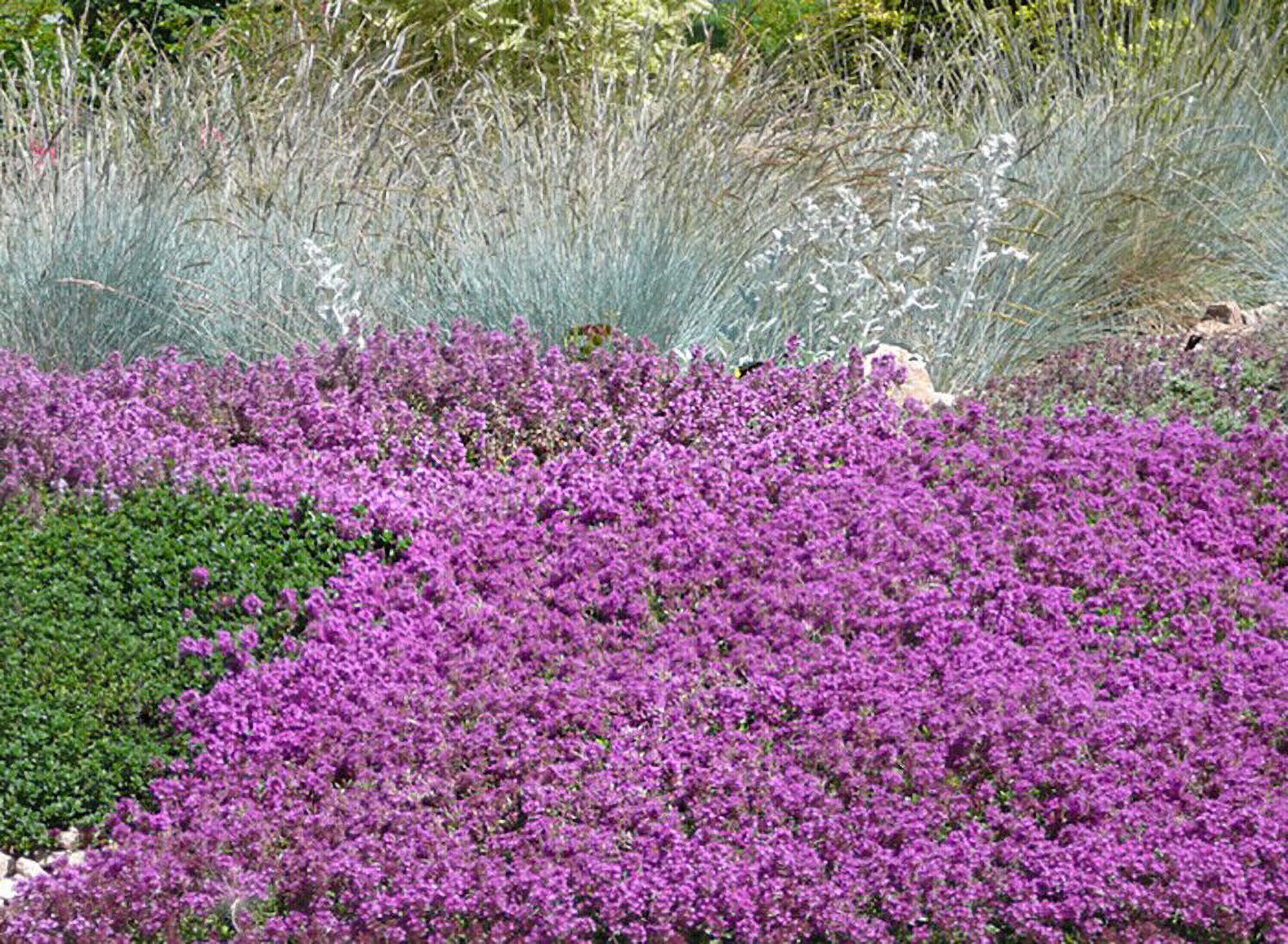 Creeping THYME Seeds BULK Thymus Serpyllum Groundcover Heirloom Native