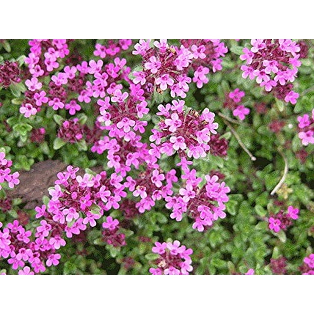 Creeping Thyme 100 Seeds Thymus Serpyllum, Elfin Thyme Herb Flower