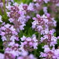 thumbnail image 1 of Creeping Thyme Flower Seeds - .25 Oz - Perennial Flower Seeds - Thymus serphyllum - Ground Cover, 1 of 2