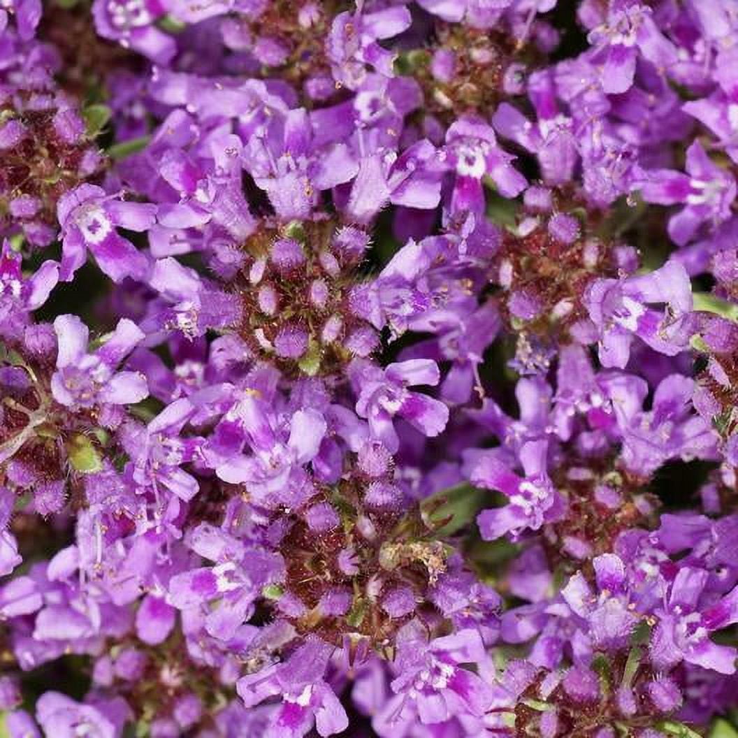 Creeping Thyme PURPLE Groundcover PERENNIAL Flowers Fragrant NonGMO 300 Seeds!