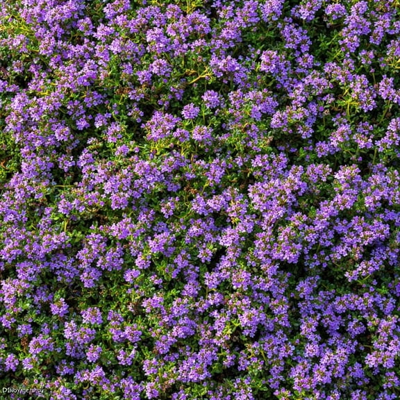 Creeping Thyme Seeds Fragrant Ground Cover 250 Seeds | Pollinator-Friendly & Drought Tolerant