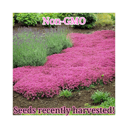 Creeping Thyme Seeds | Non-GMO | Bulk Groundcover Seeds