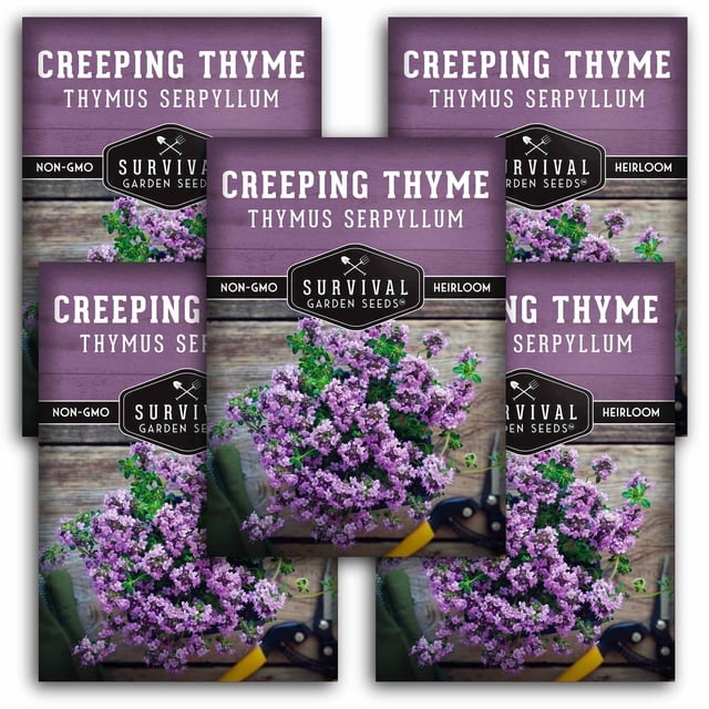 Creeping Thyme Seeds - Perennial Full Sun Herb - 5 Packs - Walmart ...