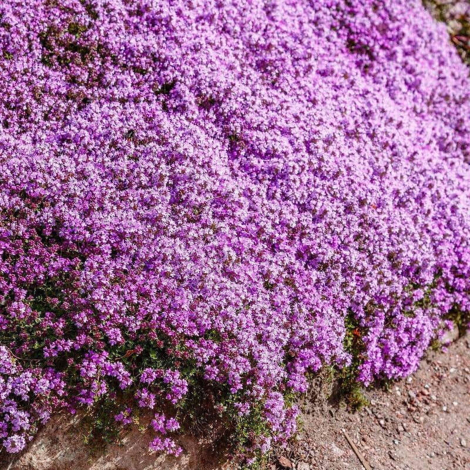 Creeping Thyme Seeds -Perennial Ground Cover MVR1 Plants Dwarf Flowers ...