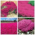 thumbnail image 2 of 20+ Creeping Thyme Seeds (Thymus Serpyllum) – Heirloom, Easy Ground Cover Plants 2 of 6