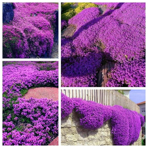 Creeping Thyme Seeds for Planting - MVR120000+ Magic Purple Creeping Thyme Seeds Heirloom Non-GMO Ground Cover Plant