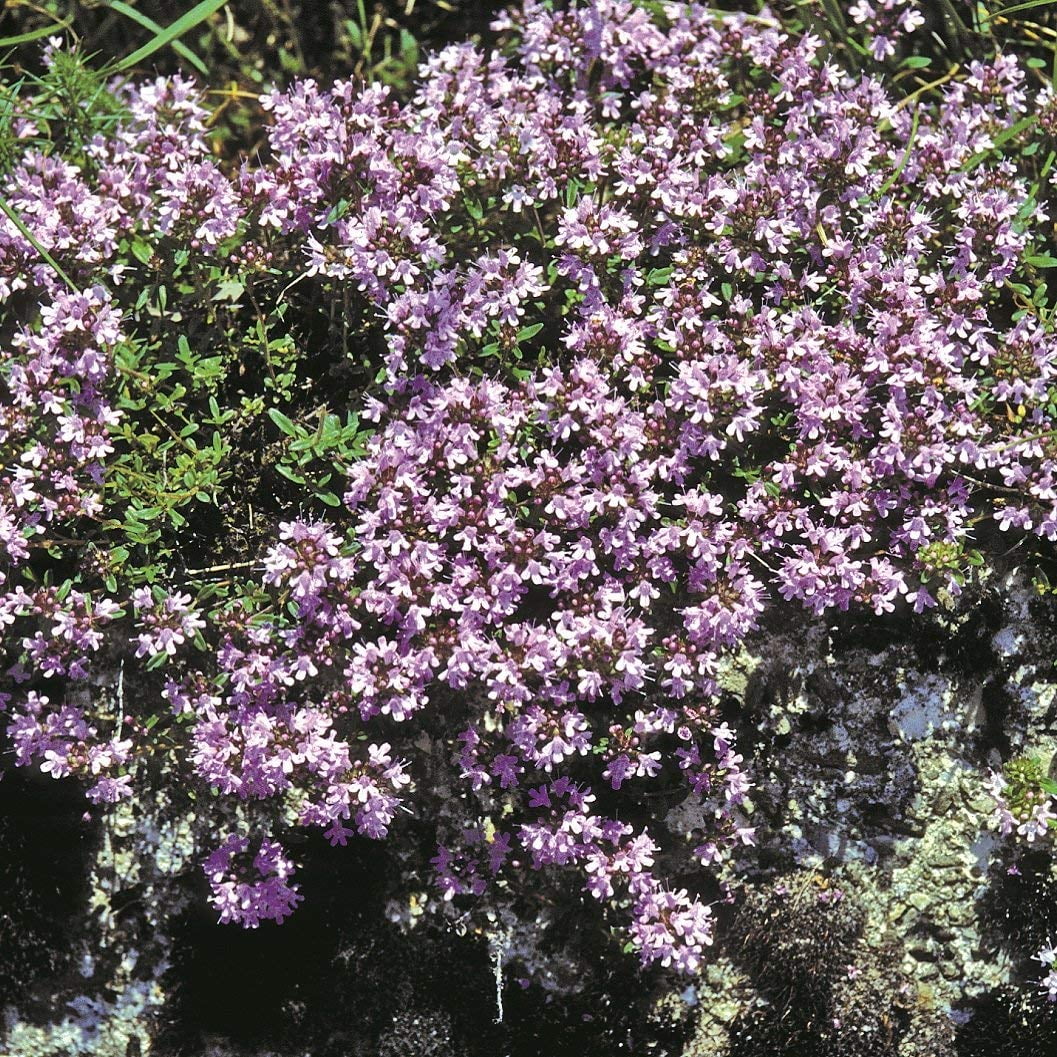Creeping Thyme Thymus Serpyllum Mother of Thyme Drought