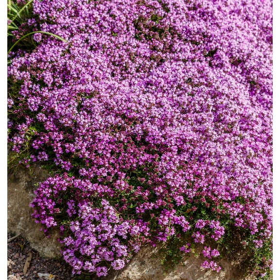 Creeping Thyme Thymus serpyllum Premium Seeds for Planting Packet