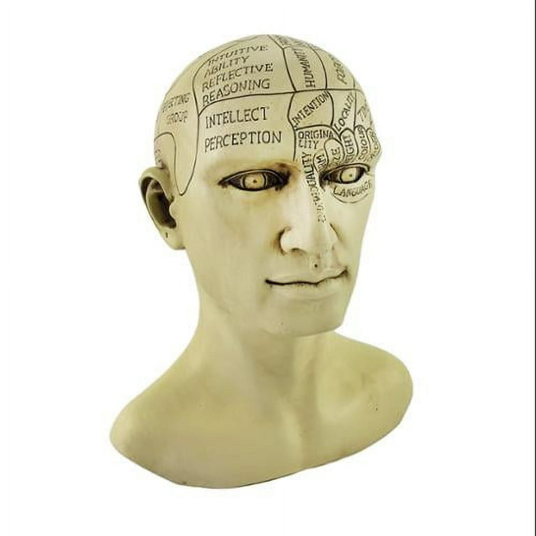 How a Phrenology Head Was Traditionally Used