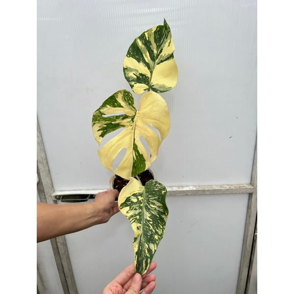 Creme Brulee Monstera Roots in Moss - Rare, get Similar