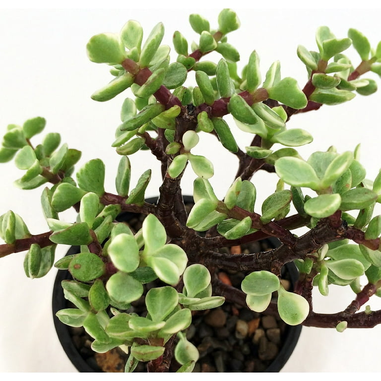 Creme & Green Mini Jade Plant - Portulacaria afra - 2.5 Creme & Green Mini Jade Plant - Portulacaria afra - 2.5