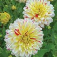 thumbnail image 1 of Creme Silence Decorative Dahlia - Top Size Root Clump - NEW, 1 of 1
