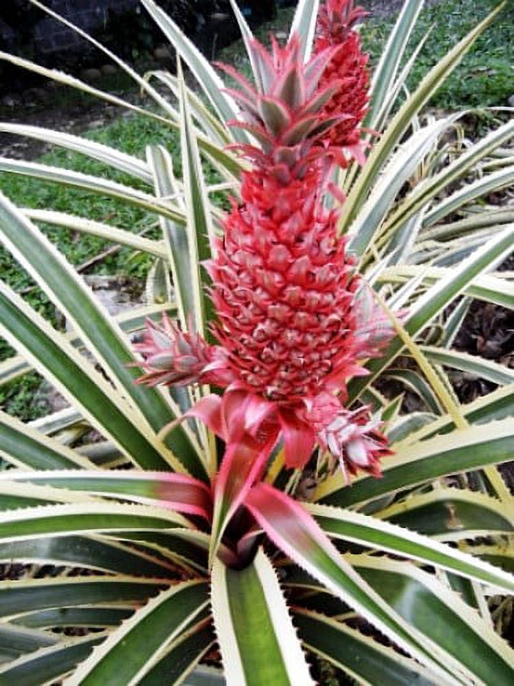 Creme and Green Variegated Pineapple Plant Ananas Great Indoors/Out