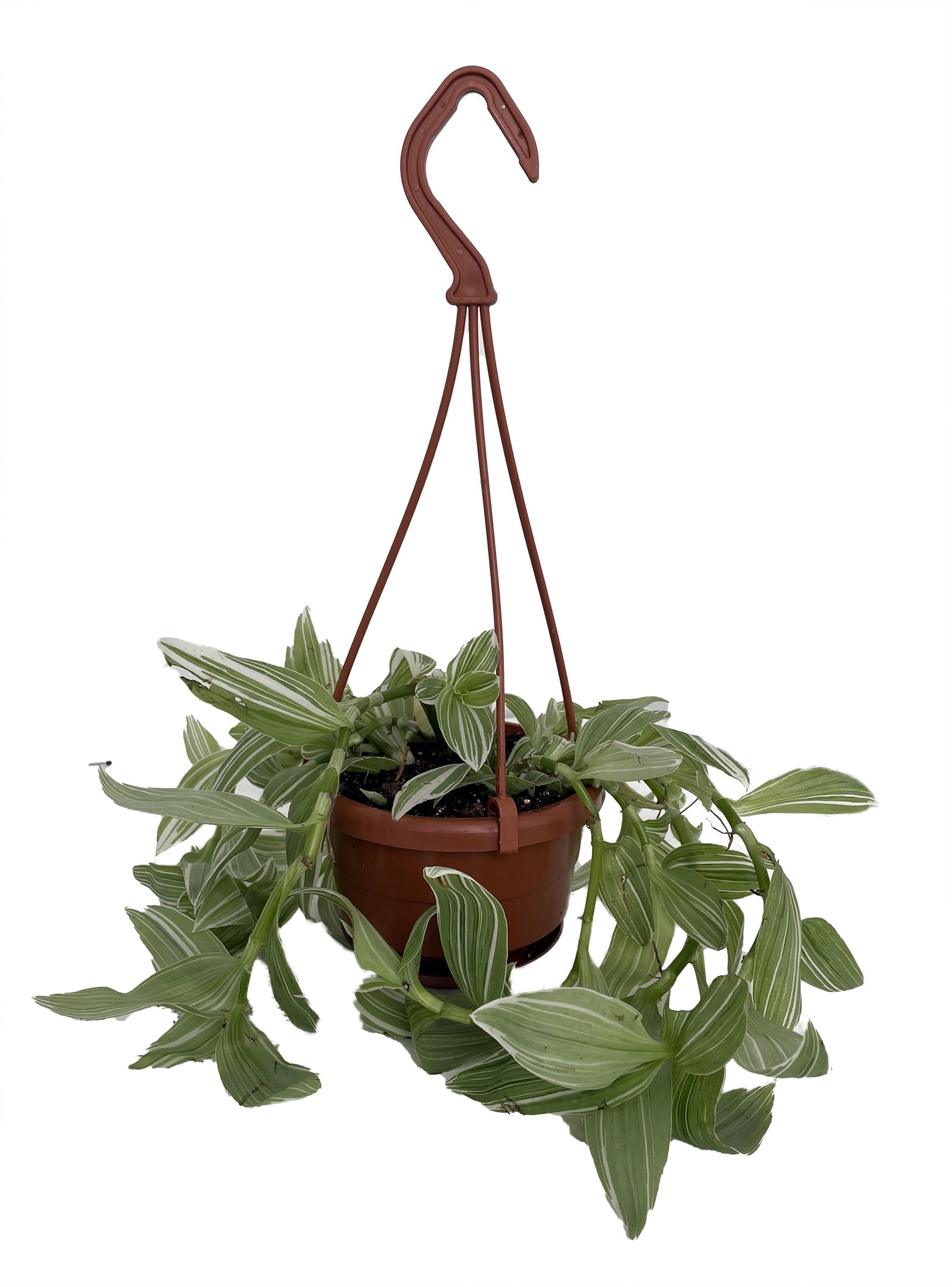 Hirt's Gardens Tradescantia