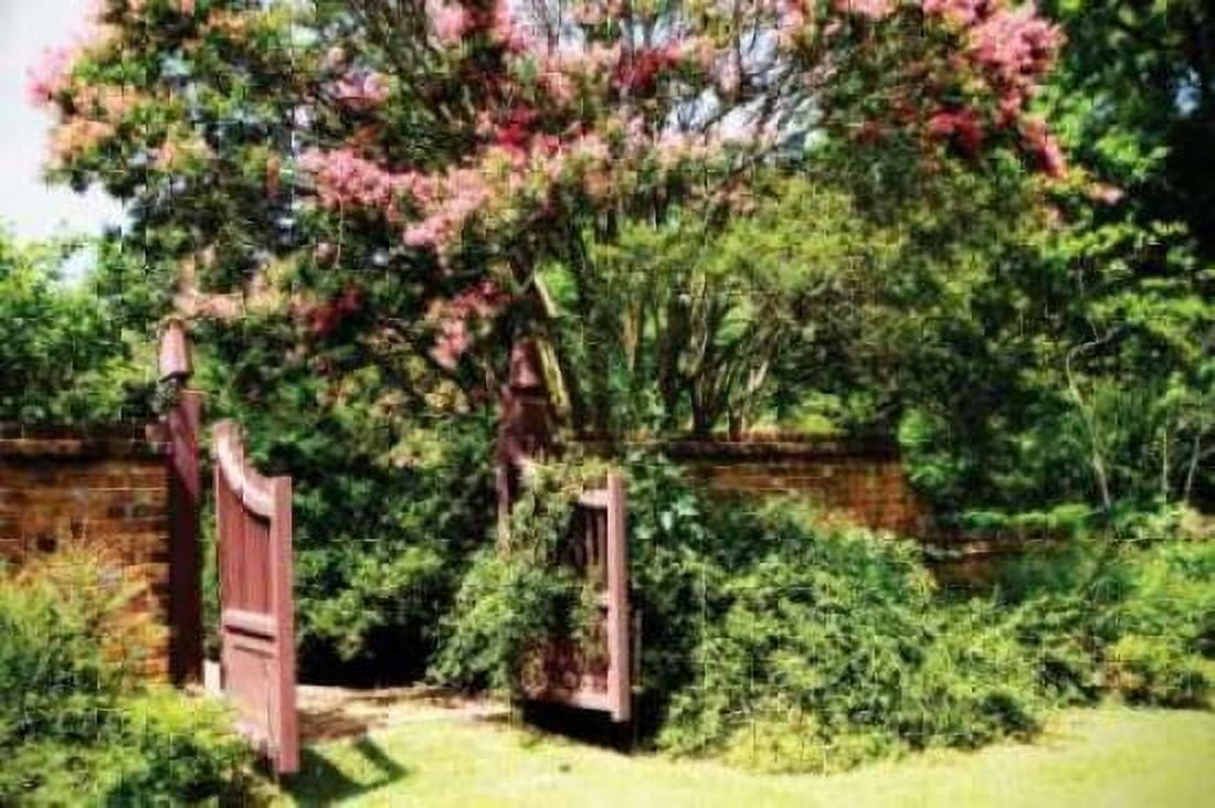 Crepe Myrtle I Canvas Art - Alan Hausenflock (20 x 28)