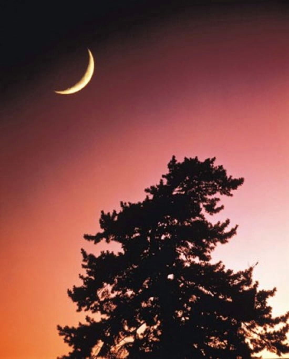 Crescent Moon over Trees in Front Of Dark Red Sky Canvas Art - Panoramic Images (30 x 36)
