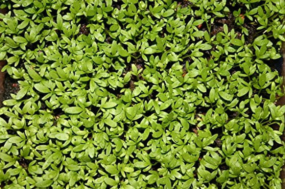 Cress Curled Great for Sprouting Garden Herb by Seed Kingdom Bulk 5 Lb Seeds
