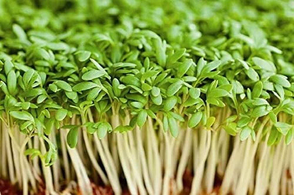 Cress Seed, Microgreen, Sprouting, Pound, 16 OZ, Liberia Ubuy