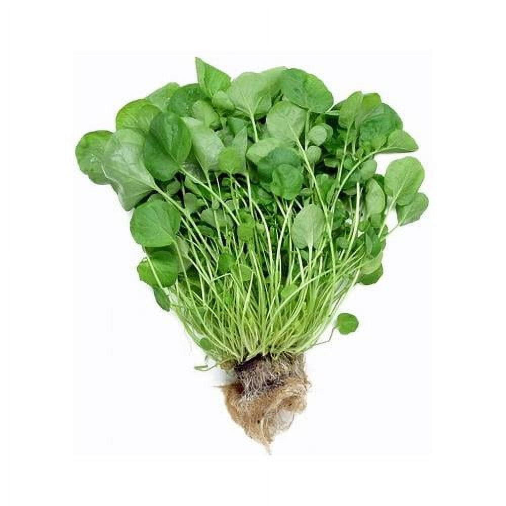 Buy National Gardens Upland Cress Herb Seeds Online at Best Price