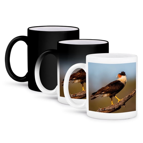 3drose, Crested Caracara, Caracara Cheriway, Perched, 11oz Magic Transforming Mug