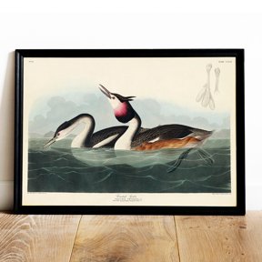 Crested Grebe Vintage Bird Natural History Wall Art Poster Decor
