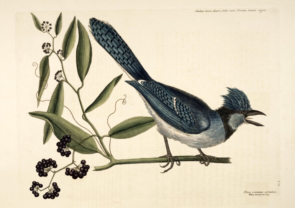 Crested Jay Canvas Art - Mark Catesby (18 x 24)